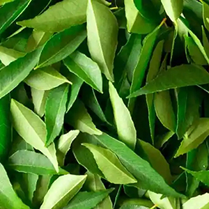 Treephala curry patta Video