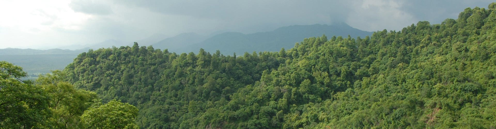 TREEPHALA AYURVEDA Pvt. Ltd.