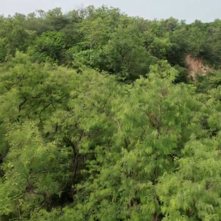 Treephala neem Video